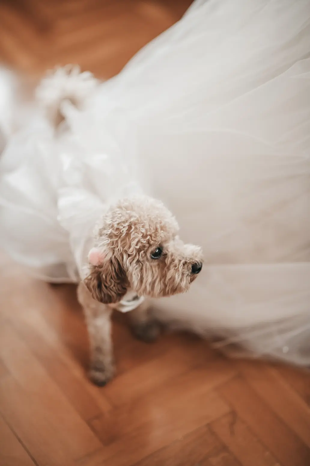 Giannis Evi - Katerini